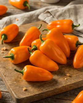 Nasiona papryki do przekąsek ekologiczna odmiana Flynn Capsicum Annuum jednoroczna