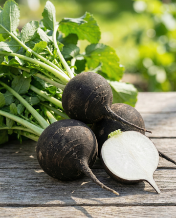 Nasiona rzodkwi czarnej okrągłej zimowej (Raphanus sativus) – ekologiczne nasiona rocznego warzywa od SeedsChoice