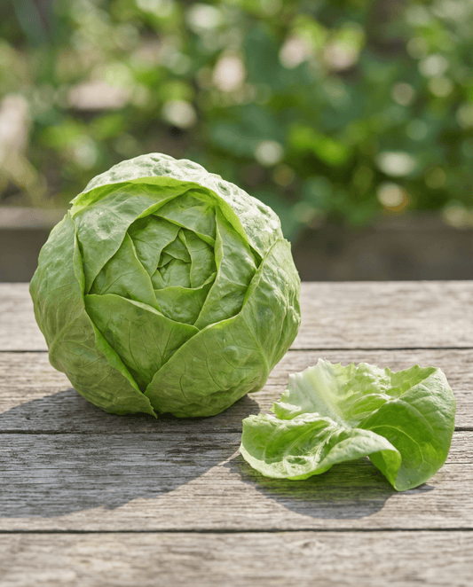Sałata Hilde Ii (Lactuca sativa) – ekologiczne jednoroczne nasiona warzyw od SeedsChoice