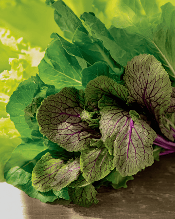 Nasiona mesclun (Brassica juncea) – organiczna mieszanka roczna