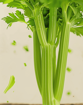Nasiona selera ekologicznego Tall Utah 52 70 Apium Graveolens roślina jednoroczna