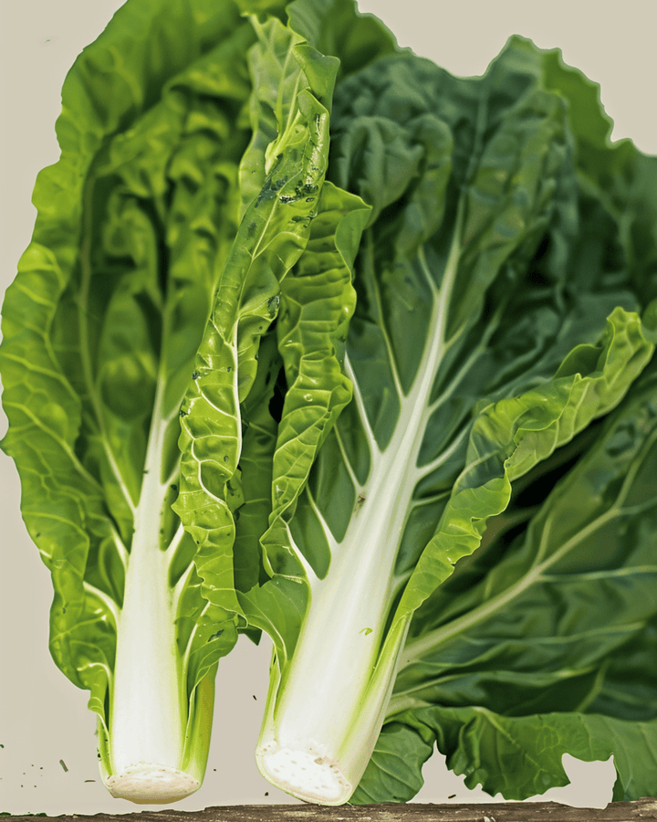 Nasiona boćwiny White Silver 2 (Beta vulgaris) – organiczne jednoroczne warzywo