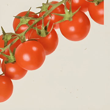 Nasiona Cherry Tomato Cerise (Solanum lycopersicum) – organiczne warzywo jednoroczne