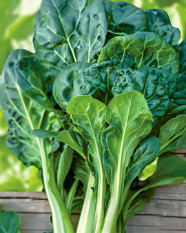 Nasiona tatsoi organiczne Brassica Rapa roślina jednoroczna warzywo wariant pak choi