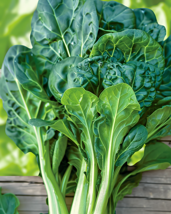 Nasiona Tatsoi Pak Choi (Brassica rapa) – organiczne jednoroczne warzywo