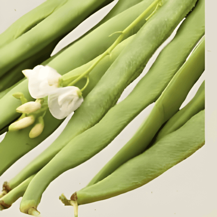 Nasiona fasoli wielokwiatowej Emergo (Phaseolus coccineus) – organiczne jednoroczne warzywo