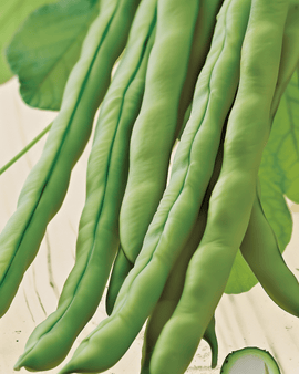 Pole Bean Seeds Neckarkönigin Organic Phaseolus Vulgaris Annual