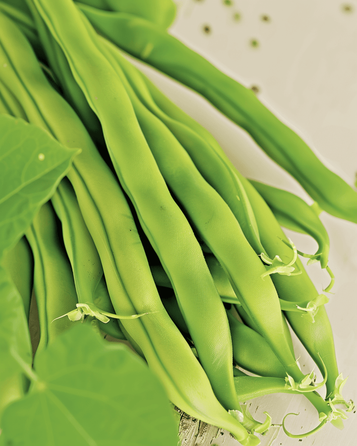 Bush Bean Maxi seeds (Phaseolus vulgaris) – organic annual vegetable