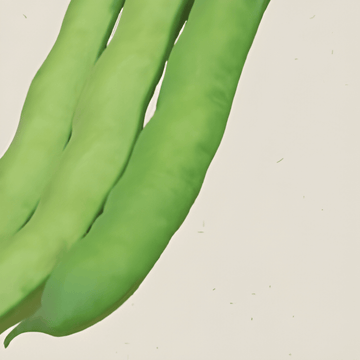 Nasiona bobu Witkiem (Vicia faba) – ekologiczne roczne warzywo