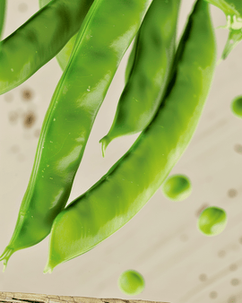 Sugar Pea Norli Seeds Organic Pisum Sativum Annual