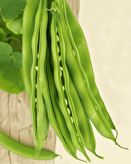 Bush Bean Maxi Seeds Organic Phaseolus Vulgaris Annual Vegetable Variety