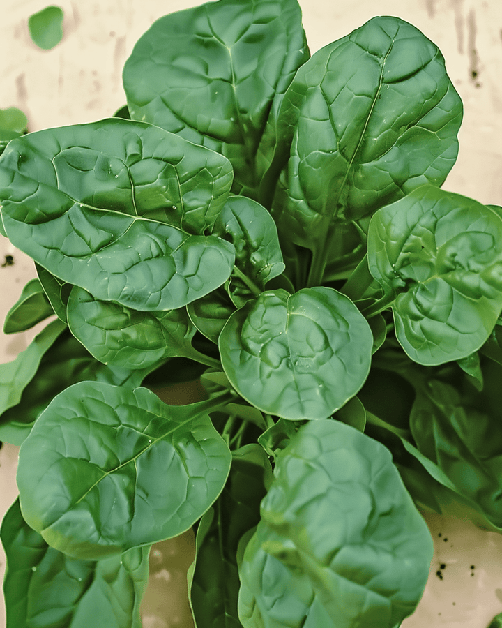 Nasiona szpinaku Viroflex 50g (Spinacia oleracea) – ekologiczne roczne warzywo