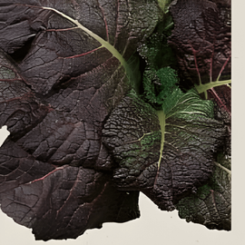Nasiona gorczycy Red Giant ekologiczne Brassica Juncea jednoroczne zioło