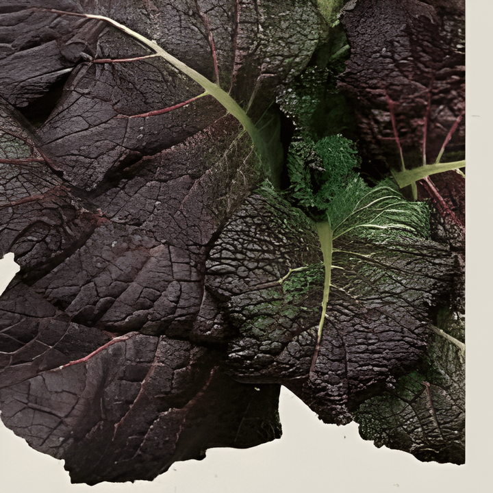 Mustard Red Giant seeds (Brassica juncea) – organic annual herb
