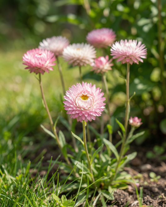 Double Mixed (Helipterum roseum) – nasiona mieszanki rocznej od SeedsChoice