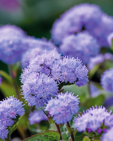 Nasiona ageratumu Blue Mink (Ageratum houstonianum) – kwiat jednoroczny