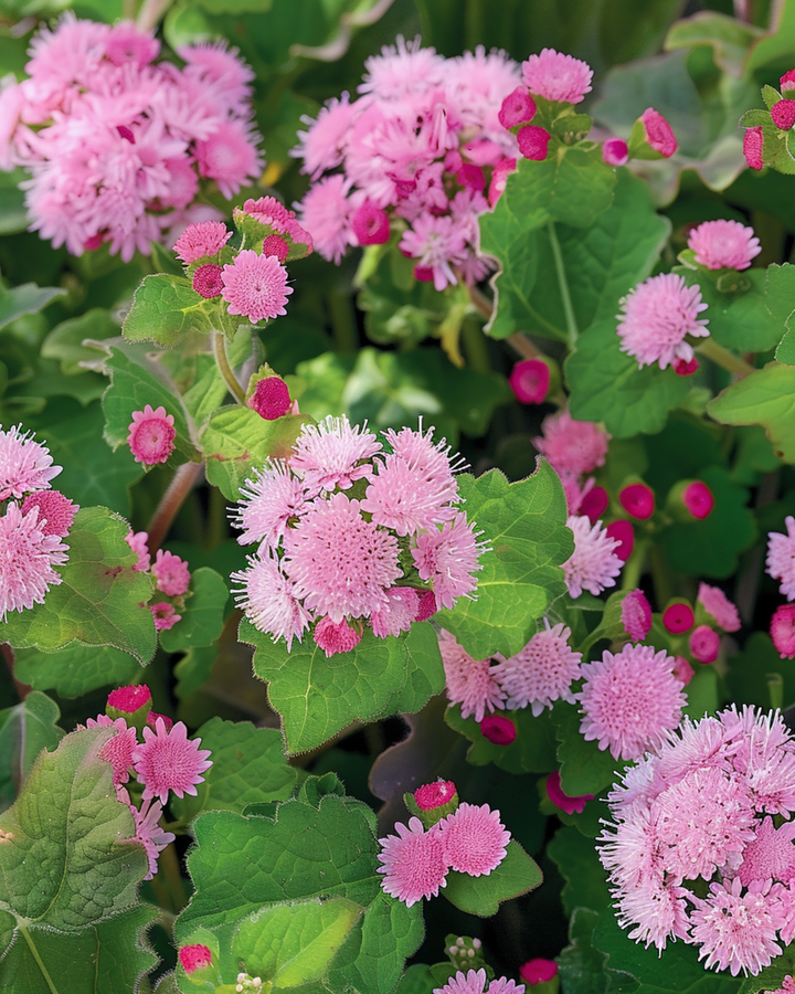 Nasiona aksamitki meksykańskiej Pink Ball (Ageratum houstonianum) – kwiat jednoroczny