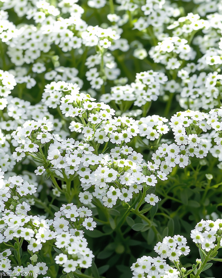 Nasiona Alyssum Snowcloth (Lobularia maritima) – roślina jednoroczna