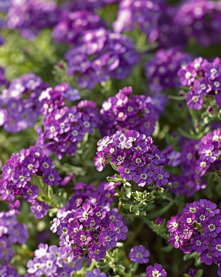 Nasiona lobularii Royal Carpet (Lobularia maritima) – kwiat jednoroczny