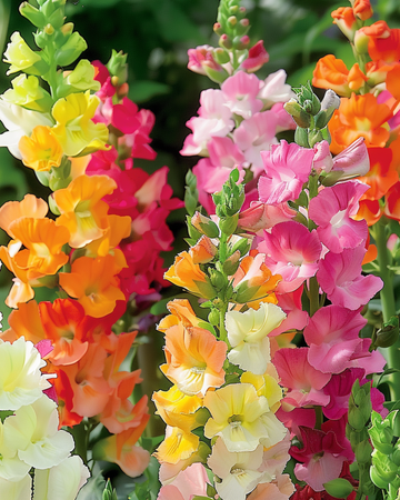 Nasiona wyżlinu większego Half Tall (Antirrhinum majus) – mieszanka jednoroczna