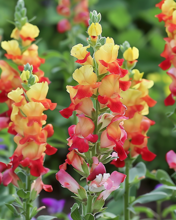 Nasiona lwiej pyszczy Mango Twist (Antirrhinum majus) – roślina jednoroczna