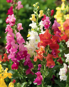 Snapdragon Seeds Tom Thumb Mixed Antirrhinum Majus Annual