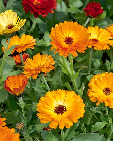 Nasiona nagietka Touch Of Red Mix (Calendula officinalis) – kwiat jednoroczny