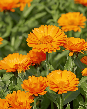 Nasiona nagietka lekarskiego Balls Orange Double (Calendula officinalis) – kwiat jednoroczny