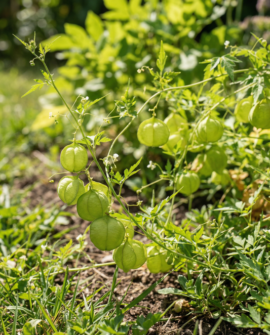 Love In A Puff Climber (Cardiospermum halicacabum) – nasiona jednorocznej pnącki od SeedsChoice