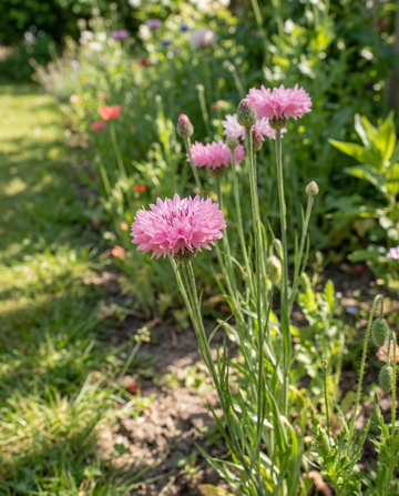 Cornflower Pink Ball (Centaurea cyanus) – annual flower seeds from SeedsChoice