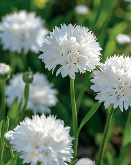 Cornflower White Ball Seeds Centaurea Cyanus Annual Flower