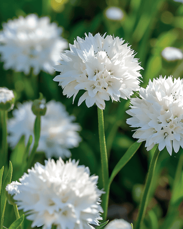 Nasiona chabra bławatka White Ball (Centaurea cyanus) – roślina jednoroczna