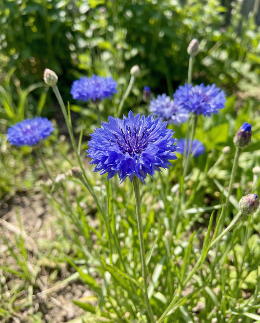 Chaber bławatek Blue Ball (Centaurea cyanus) – nasiona kwiatów jednorocznych od SeedsChoice