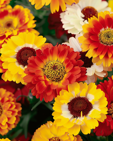 Nasiona mieszane (Chrysanthemum carinatum) – jednoroczny kwiat