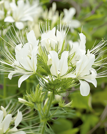 Nasiona Cleome White Queen (Cleome hassleriana) – kwiat jednoroczny