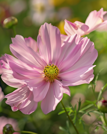 Nasiona Apricotta (Cosmos bipinnatus) – kwiat jednoroczny