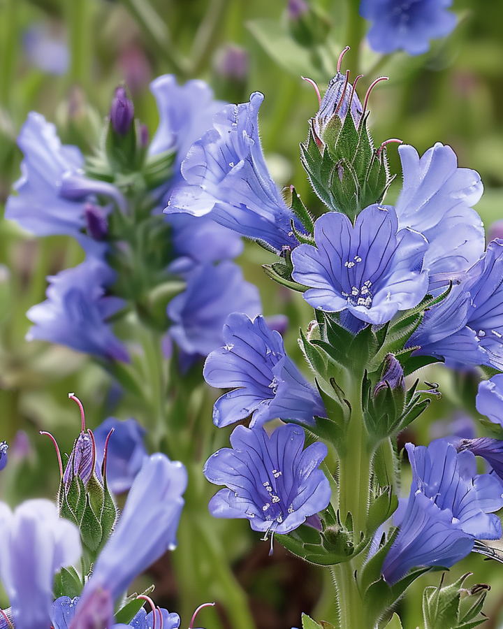 Nasiona żmijowca (Echium plantagineum) – kwiat jednoroczny