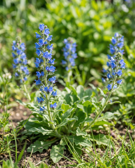 Żmijowiec (Echium plantagineum) – nasiona jednorocznych kwiatów z SeedsChoice