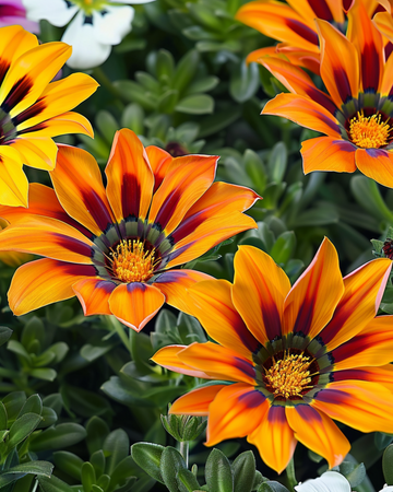 Nasiona Treasure Mix F1 Tiger (Gazania rigens) – kwiat jednoroczny
