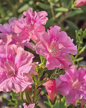 Nasiona godecji Sweetheart Pink azaliowej (Clarkia amoena) – kwiat jednoroczny