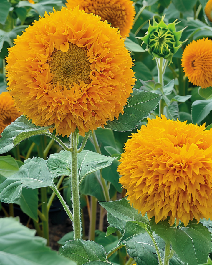 Nasiona słonecznika Sungold Double Flowered Dwarf (Helianthus annuus) – jednoroczny kwiat
