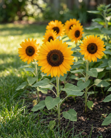 Słonecznik Sunrich Orange F1 Pollenfree (Helianthus annuus) – nasiona kwiatów jednorocznych od SeedsChoice