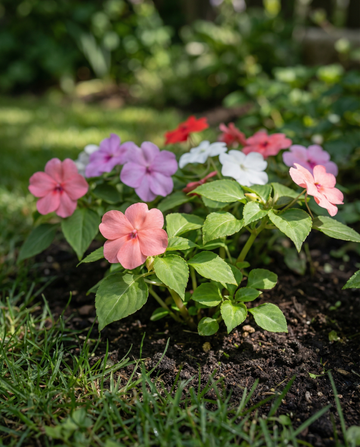 Niecierpek Baby Mixed (Impatiens walleriana) – nasiona jednorocznego kwiatu od SeedsChoice