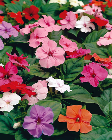 Nasiona niecierpka Baby Mixed (Impatiens walleriana) – kwiat jednoroczny