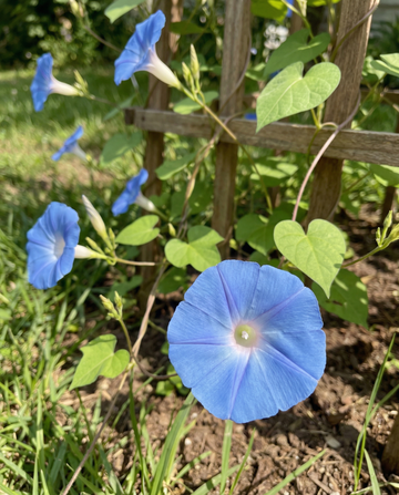 Wilec Clark's Blue (Ipomoea tricolor) – nasiona jednorocznej rośliny pnącej od SeedsChoice