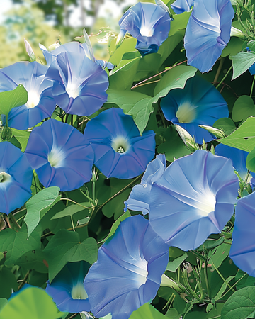 Nasiona powojnika Clarks Blue (Ipomoea tricolor) – jednoroczna roślina pnąca
