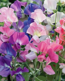 Nasiona groszku pachnącego Bijou Lathyrus Odoratus mieszanka jednoroczna