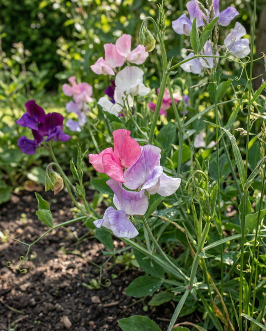 Groszek pachnący Colorama Mix (Lathyrus odoratus) – nasiona jednorocznych kwiatów od SeedsChoice