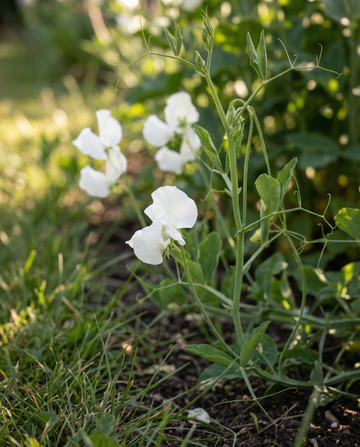 Sweet Pea Royal Family White (Lathyrus odoratus) – nasiona jednorocznego kwiatu od SeedsChoice