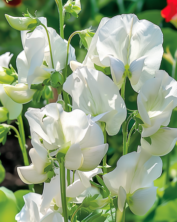 Nasiona Sweet Pea Royal Family White (Lathyrus odoratus) – jednoroczny kwiat